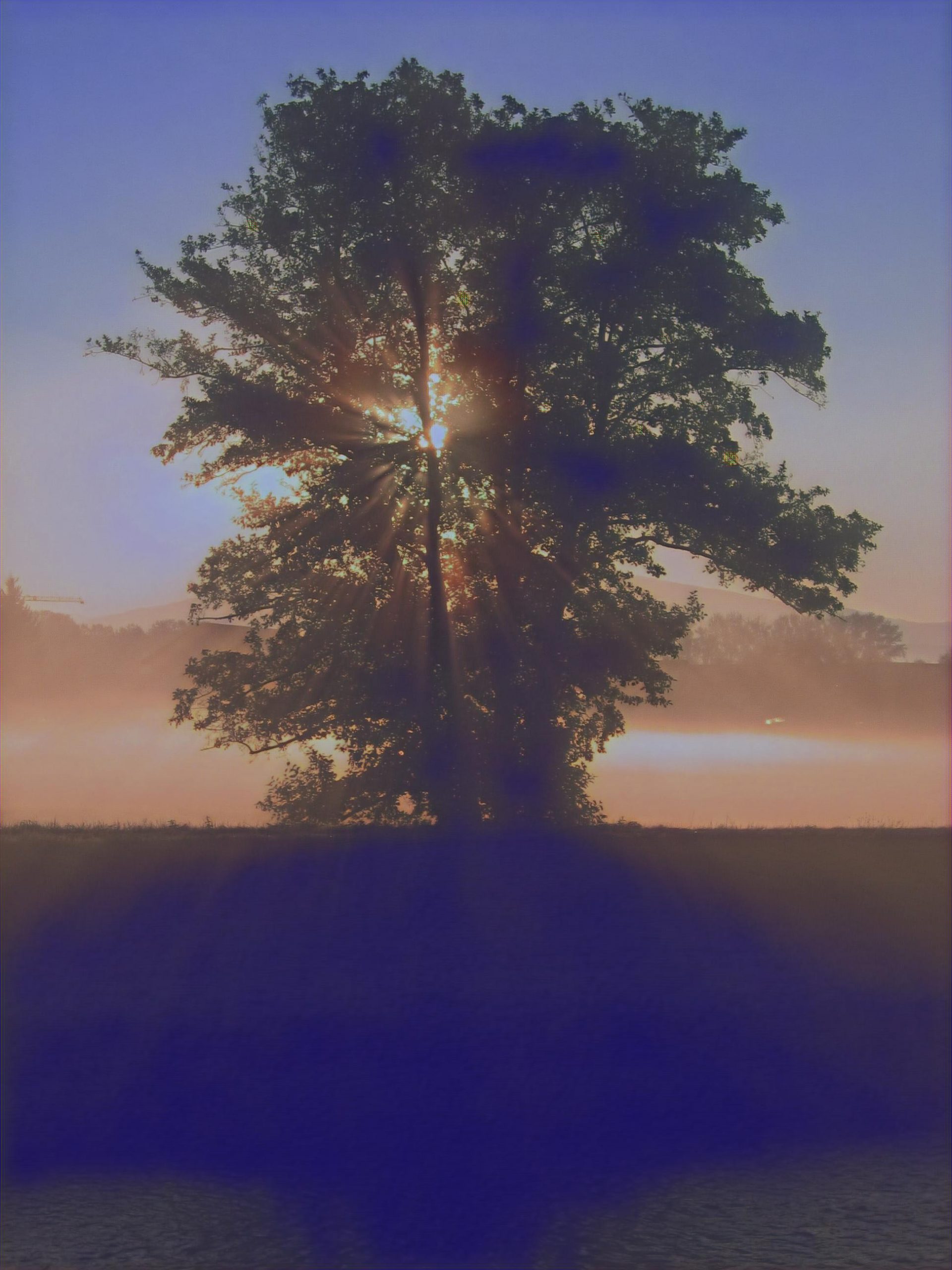 Placeholder Select Dynamic field